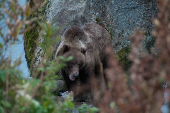 Um grande urso saboreia o salmão que acabou de pescar no rio Chilkat, em Haines, no sudeste do Alaska